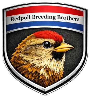 Redpoll Breeding Brothers